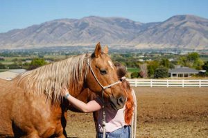 Uinta Academy Equine Assisted psychoTherapy